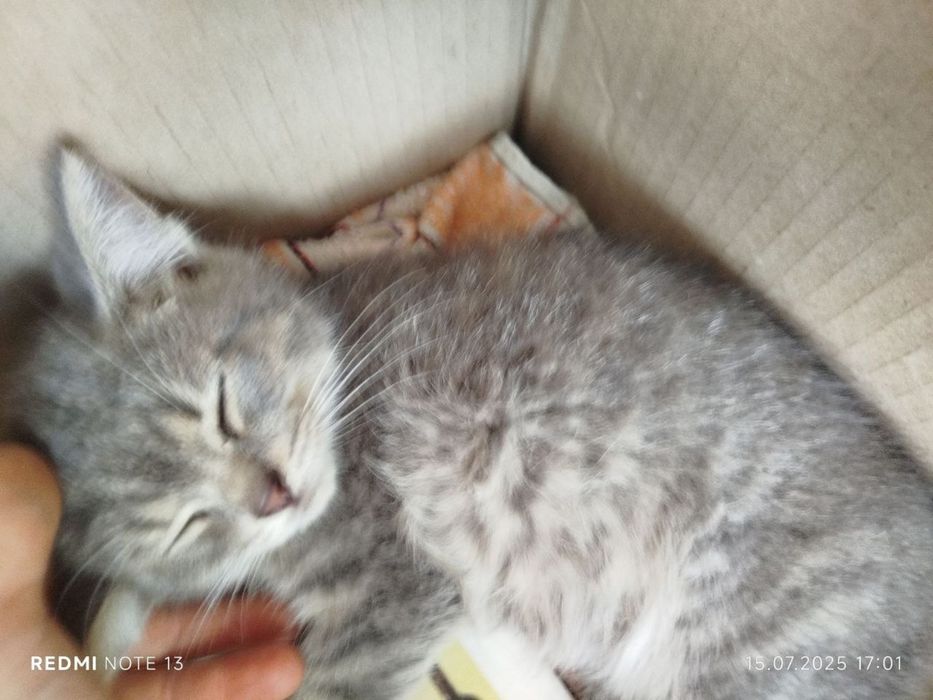 Кошення, безкоштовно