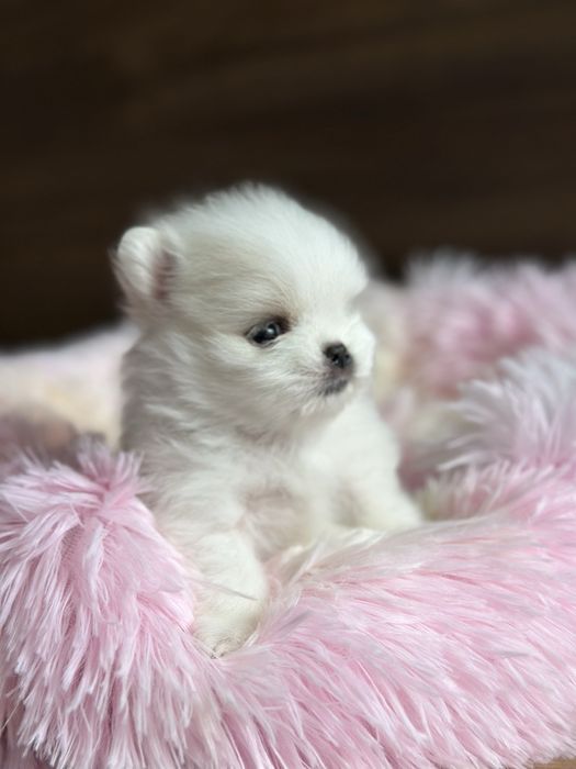 POMERANIAN szpic miniaturowy mini miś :)