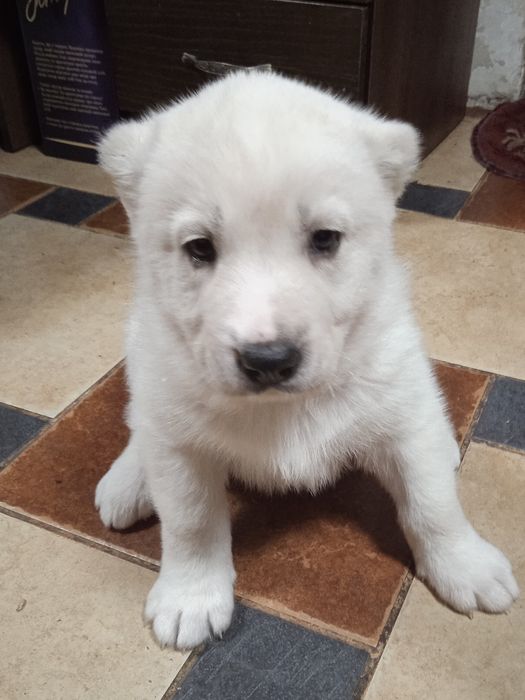 Продаж собаки породи Алабая