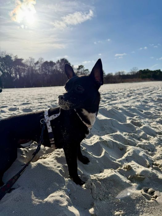 Sunia Kosmitka szuka domku