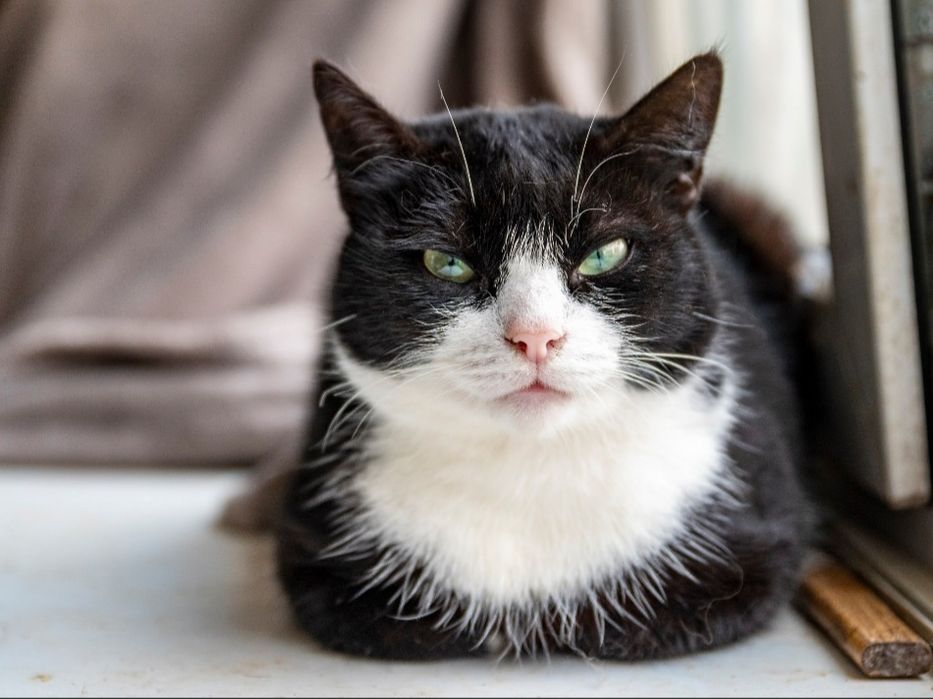 Отдам даром в добрые руки черно-белую кошечку