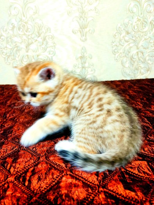 Кошенята золоті , купити