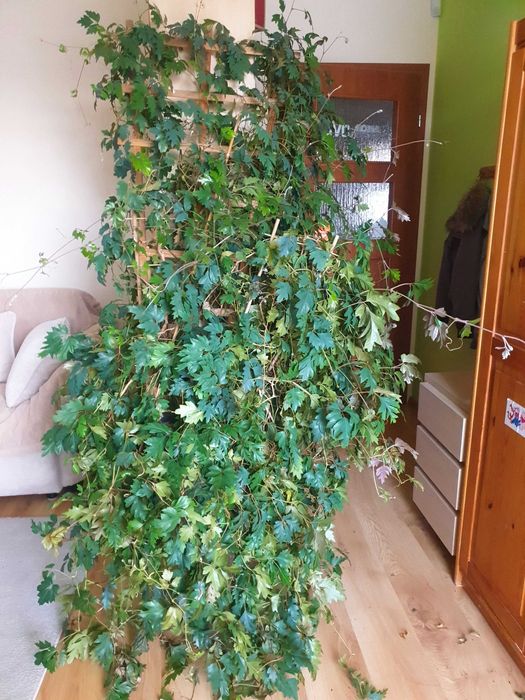 Kwiatek doniczkowy Cissus (ogromny) do domu/biura