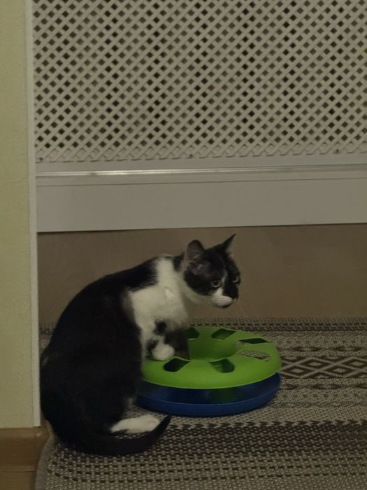 Котик безкоштовно