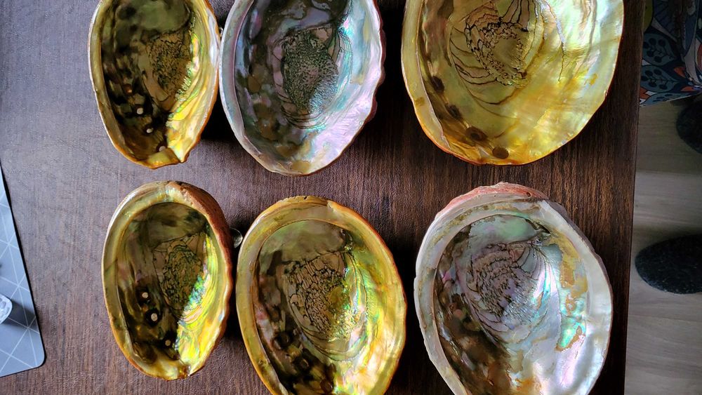 Conchas madre perola para servir a mesa