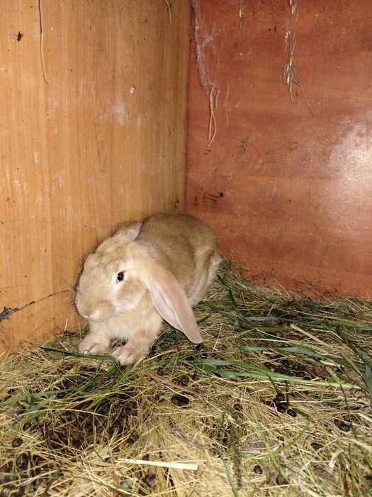 Sprzedam króliki