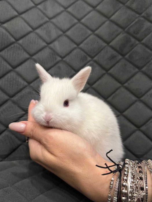 Масики мини кролясики - мини кролик голландец и англиец