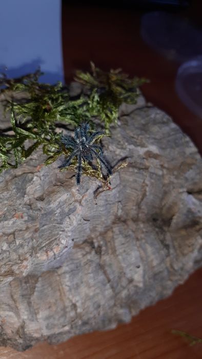 Ybyrapora diversipes l2