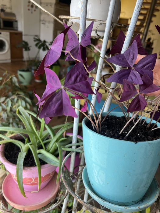 Вазони. Маб дуже багато , від 50грн до 500грн.  Ціну  уточнюйте