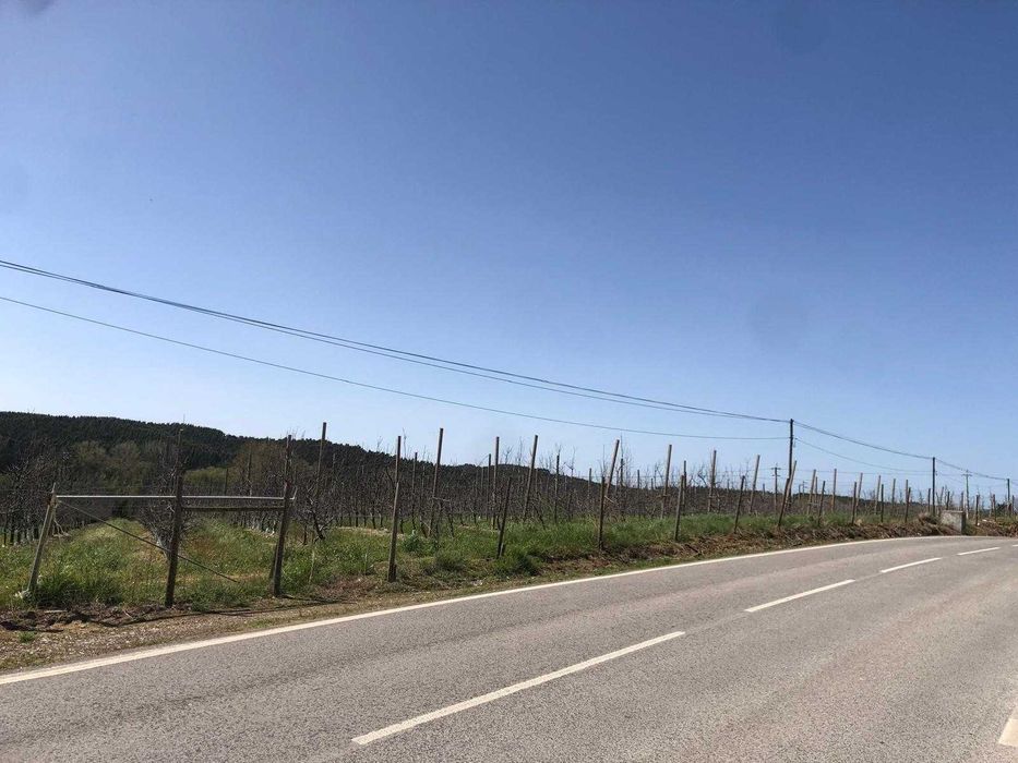Terreno agrícola 3,28 ha com pomar de Pera Rocha e Maçã - Oeste