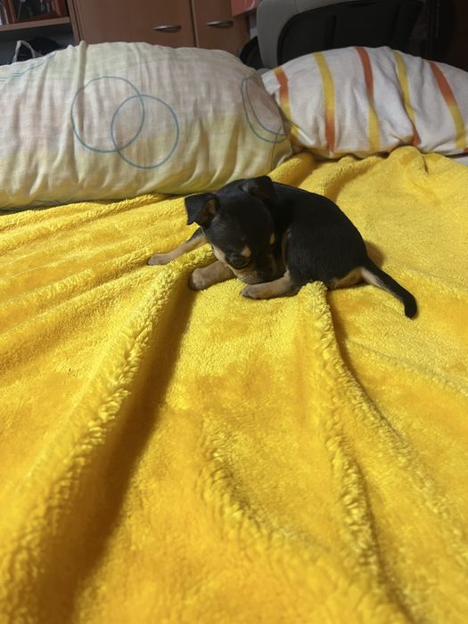 Chihuahua macho muito pequeno