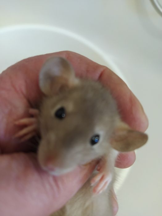 Крысята породы голубая Дамбо