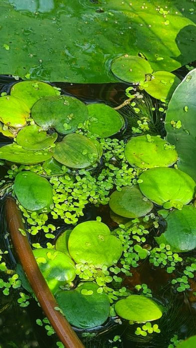 Limnobium roślina pływająca do oczka wodnego