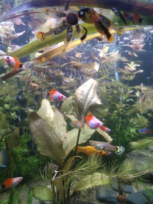 Sprzedam nadmiar małych rybek z własnego akwarium