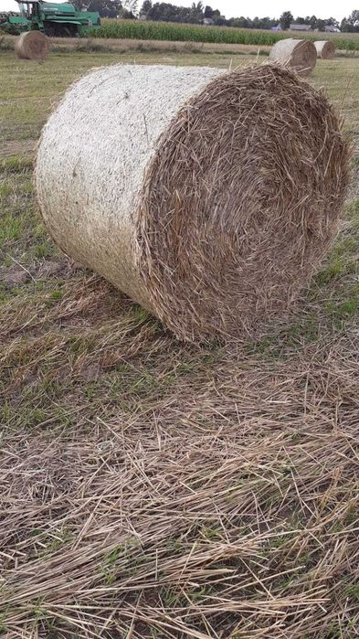 Siano i słoma w belach 2025