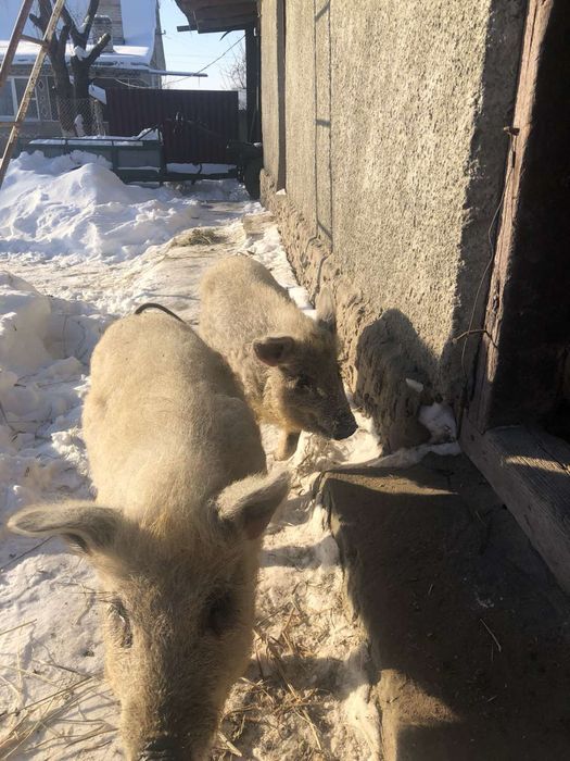 Продаються поросята мангалиці