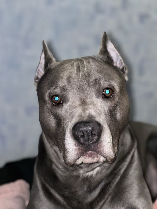 Вязка стаф кобель