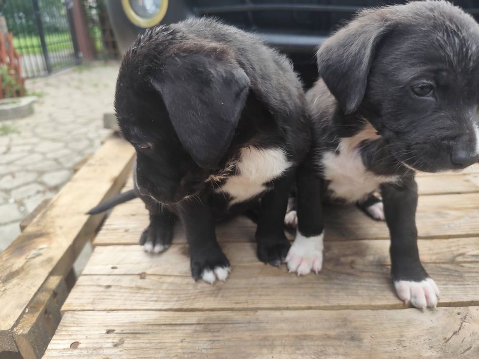 Szczeniaki amstaffa i Rottweilera