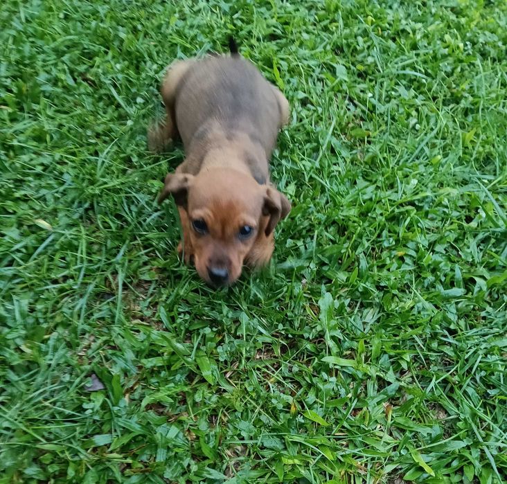 Pinscher macho castanho