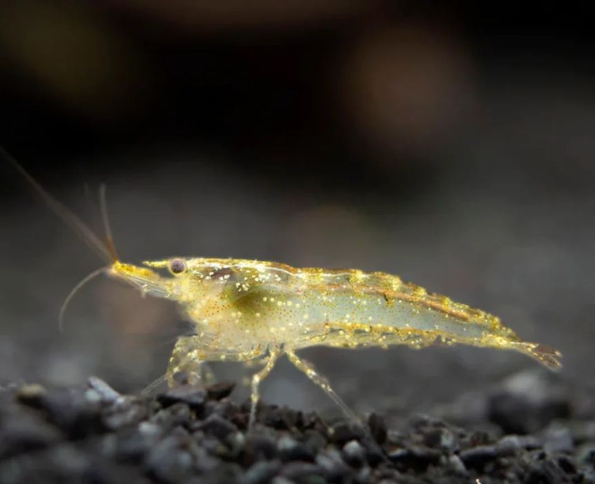 Camarões neocaridina transparentes