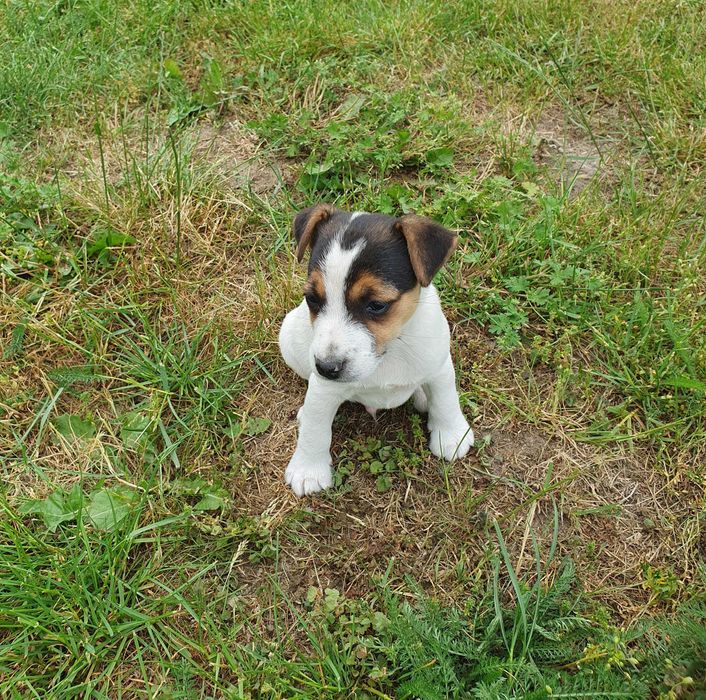 Jack russell terrier