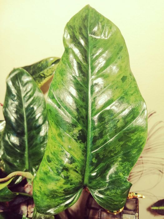 philodendron dnger Hydro hngender Philodendron  Green Me Up