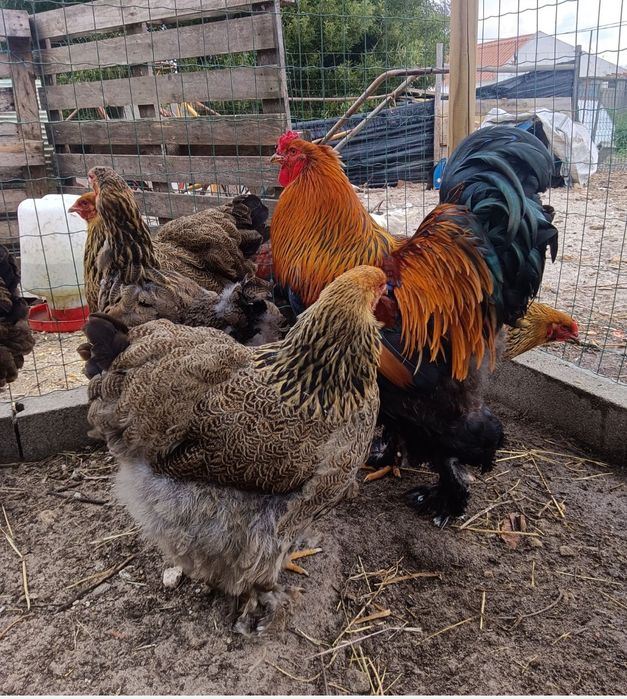 Casal De Brahma Perdiz