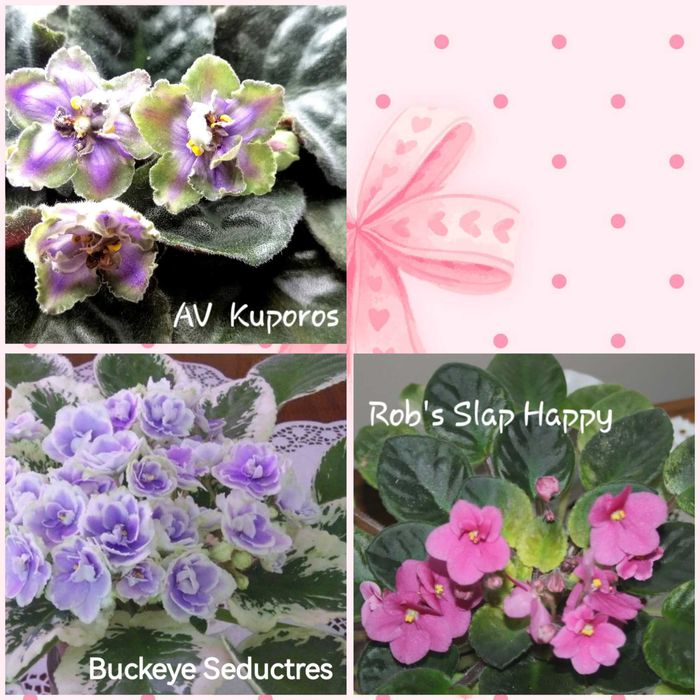 Fiołek afrykański odmianowy, listki