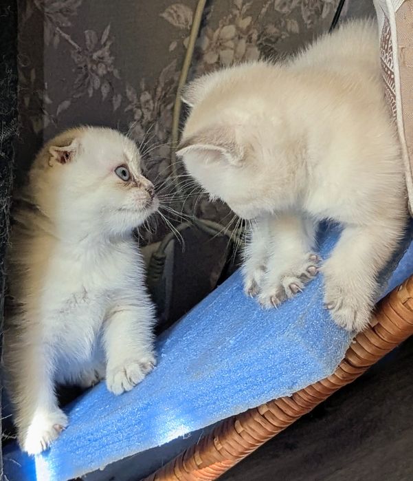 шотландські котята