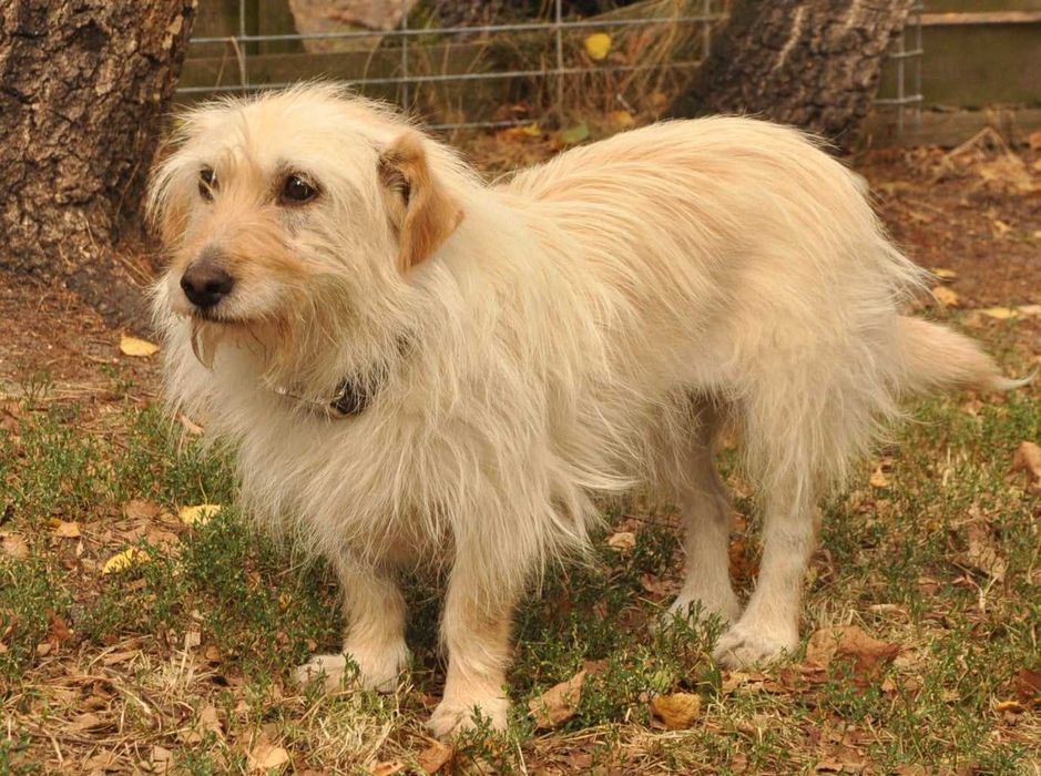 LOTTA - wyjątkowa suczka do adopcji