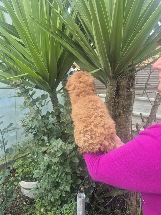 Caniche toy Red braun