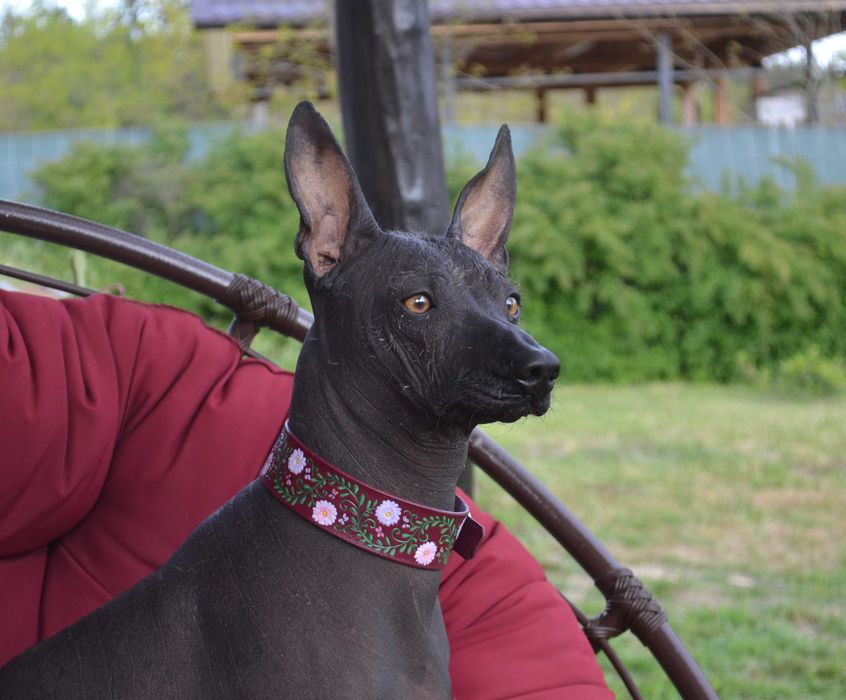 Ошейник для собак кожаный  Ошийник шкіряний, ручна робота!