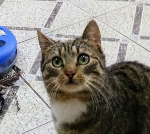 Funia miła młoda kotka