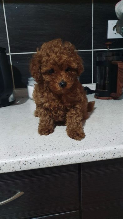 Очаровательные детки кучеряшки той пудель