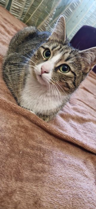 Кошка Викуся ищет новый дом