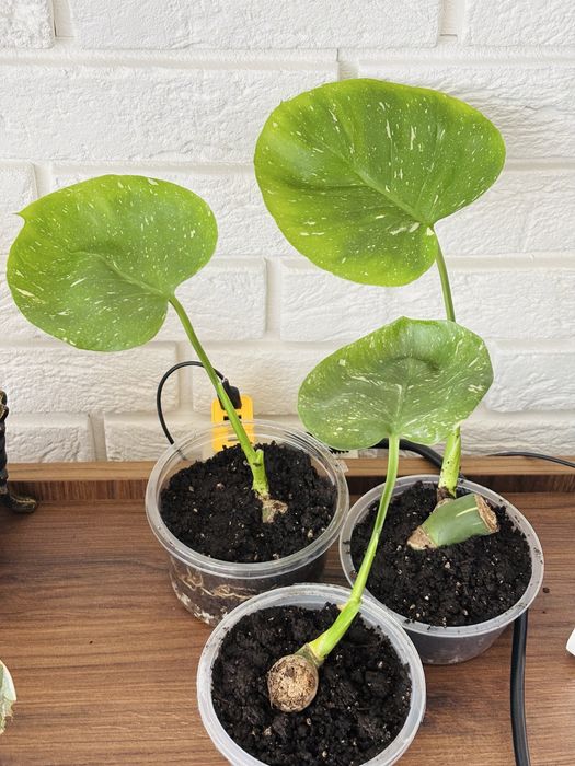 Monstera deliciosa 'Thai Constellation'