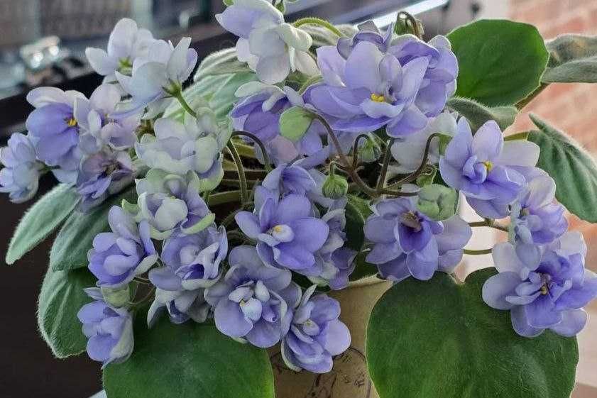 Фіалки трейлери,міні,стандарти сортові