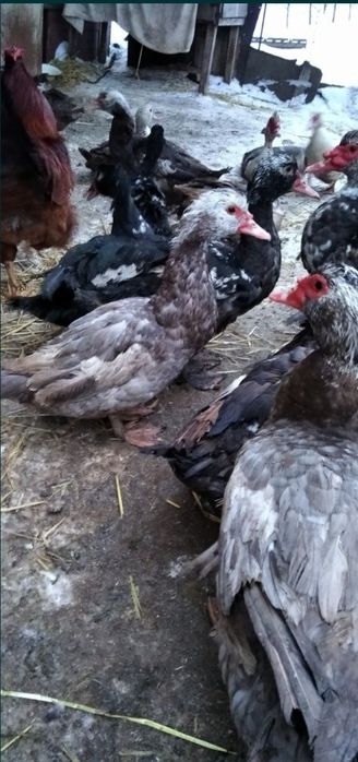 Продам індокачки