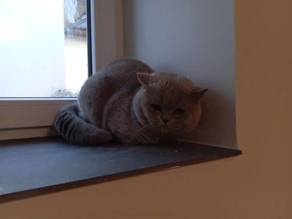 Reproduktor brytyjski liliowy