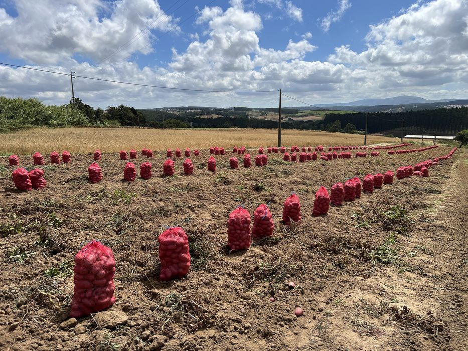 Batata Manitou, saco 20 kg
