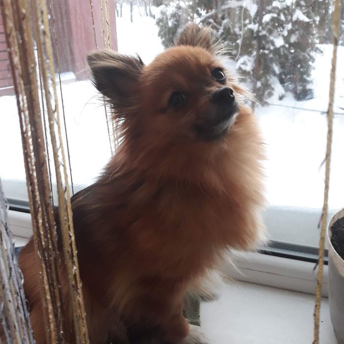 Продам девочку шпица (метис)