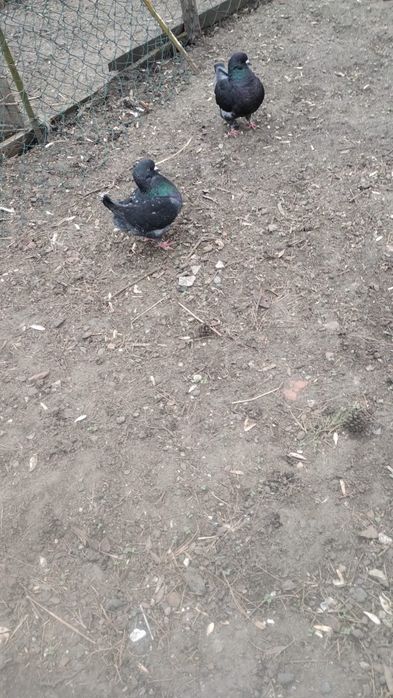 Gołębie Kingi  ...