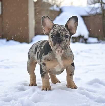 Французский бульдог