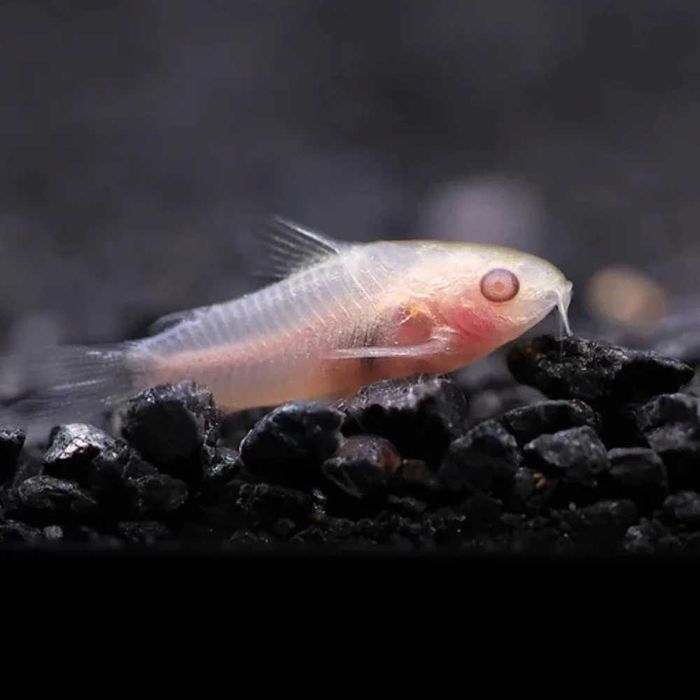 Kirysek pigmejski albino Barracuda Dębica