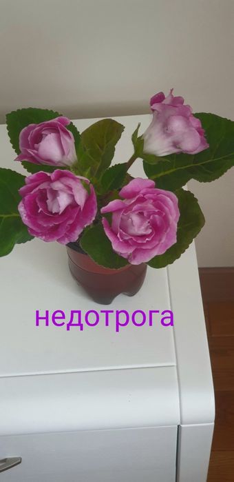 Глоксинія Глоксинії