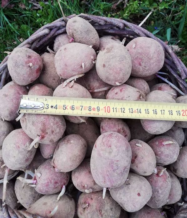 Ziemniaki sadzeniaki - Atole, Bellarosa