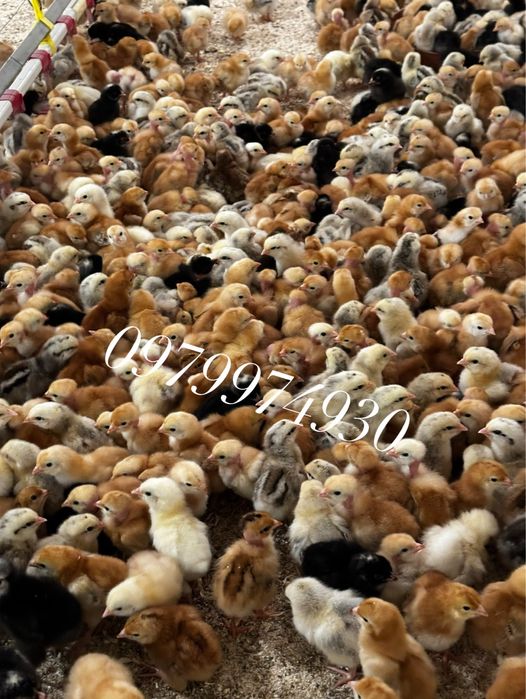 Інкубаційні яйця