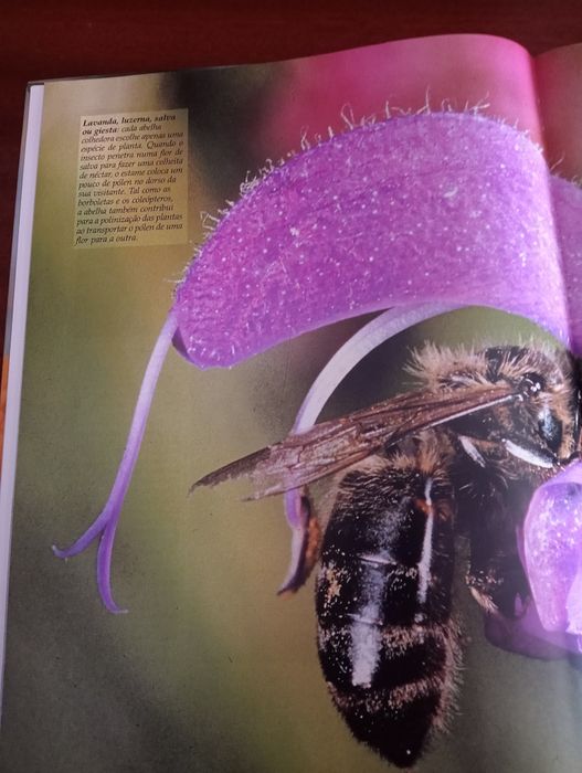 Abelhas - Animais da floresta II