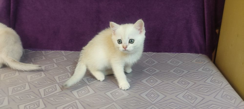 Шотландські плюшеві кошенята