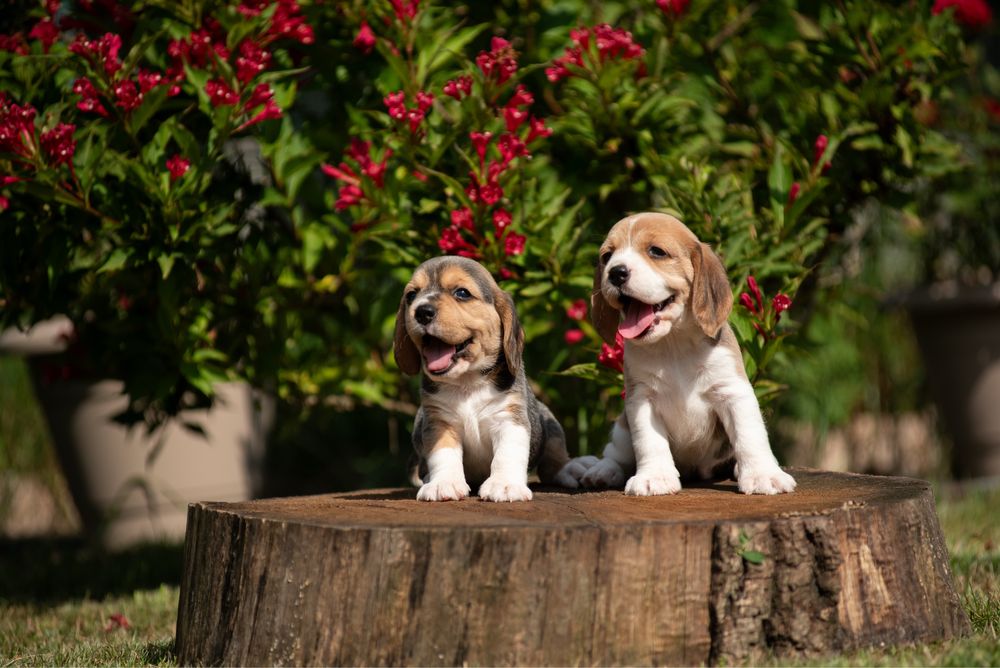 Прекрасні та породні цуценята бігля